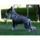 Standardschnauzer_1734495_4283_t