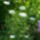 Leucanthemum_wirral_supreme__margitvirag_1735264_6117_t