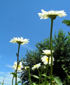 Leucanthemum 'Wirral Supreme' - Margitvirág (2)