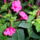 Mirabilis_jalapa__csodatolcser_2-001_1735461_8583_t