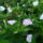 Mirabilis_jalapa__csodatolcser_3-001_1735456_4171_t