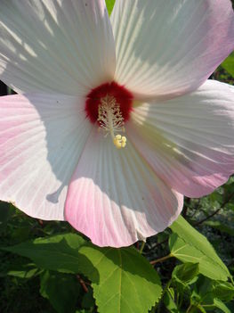 Mocsári hibiszkusz (13)