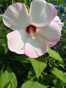 Mocsári hibiszkusz (14)