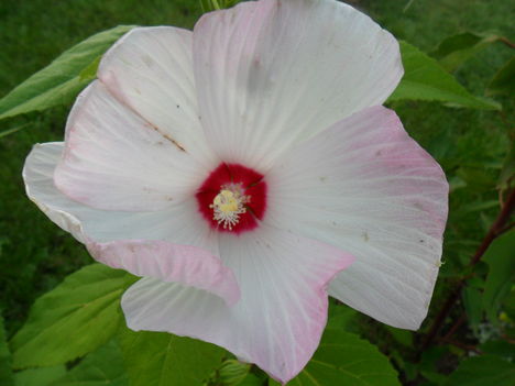 Mocsári hibiszkusz (5)