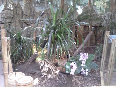 Nyíregyházi Állatpark - Sóstó Zoo növényvilága 12