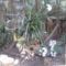Nyíregyházi Állatpark - Sóstó Zoo növényvilága 12