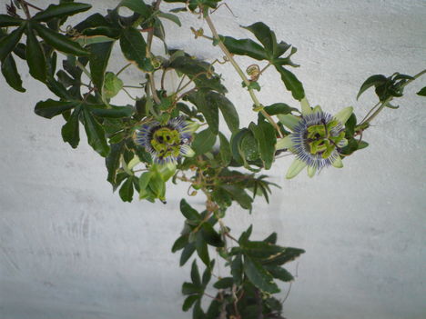 Passiflora caeruela  - Golgotavirág