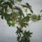Passiflora caeruela  - Golgotavirág