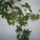 Passiflora_caeruela___golgotavirag_1735440_1693_t