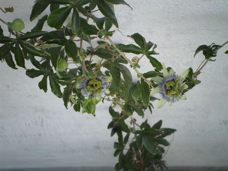 Passiflora caeruela  - Golgotavirág (2)
