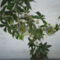 Passiflora caeruela  - Golgotavirág (2)