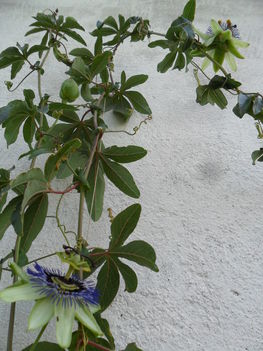 Passiflora caeruela - Golgotavirág