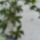 Passiflora_caeruela__golgotavirag_1735437_7848_t