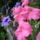 Petunia_2_1735247_4501_t