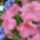 Petunia_3_1735240_5230_t