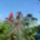 Ricinus_3_1735242_6276_t