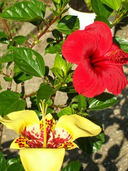 Ajándék mára-hibiszkusz és pávaliliom