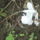 Augusztusi_viragok_12-001_1737627_8563_t