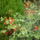 Augusztusi_viragok_13-001_1737628_3838_t
