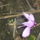 Augusztusi_viragok_2-001_1737617_6259_t