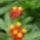 Augusztusi_viragok_5-001_1737620_2397_t