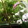 Augusztusi_viragok_7-001_1737622_4564_t