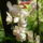 Augusztusi_viragok_8-001_1737623_5599_t