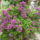 Augusztusi_viragok_9-001_1737624_7123_t