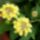 Setanyrozsam_____masodviragzasa_1737528_2212_t