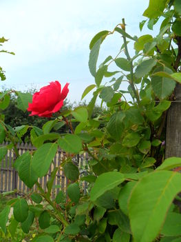 Egy utoló rózsa