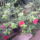Hibiscus_rosa_sinensis_1738897_7937_t