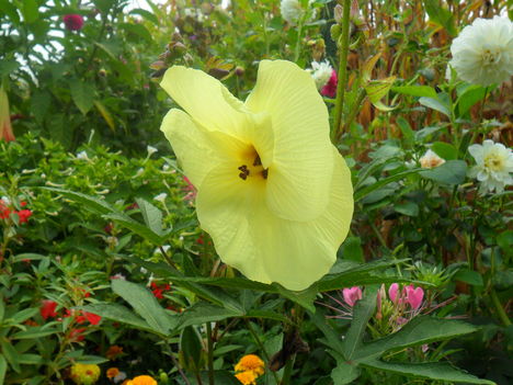 Sárga mocsári hibiszkusz