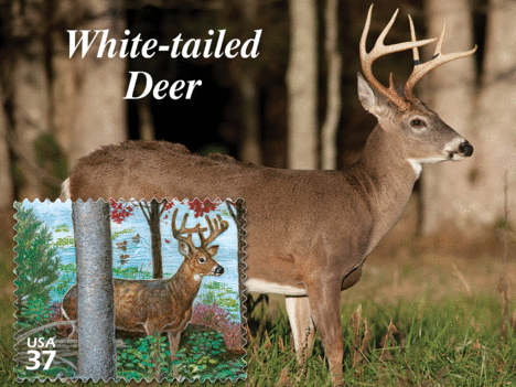 Scott-3899d-White-tailed-Deer-1400