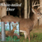 Scott-3899d-White-tailed-Deer-1400