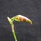 Egy orchidea virágzása (2.) - 2013.06.03.