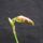 Egy_orchidea_viragzasa_2__20130603_1739549_4603_t
