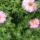 Meg_nyilnak_a_kertben_1_1739721_9667_t