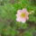 Meg_nyilnak_a_kertben_23_1739745_3708_t