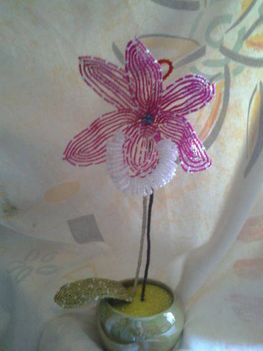 szakállas orchidea 