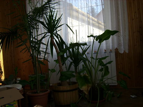 a szoba növényeket is kedvelem