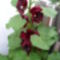 Alcea rosea 'Burgundy Hood' - Mályvarózsa