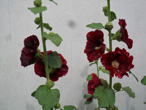 Alcea rosea 'Burgundy Hood' - Mályvarózsa