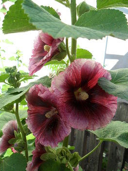 Alcea rosea ’Créme de Cassis’ - Mályvarózsa