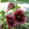 Alcea rosea ’Créme de Cassis’ - Mályvarózsa