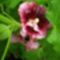 Alcea rosea ’Créme de Cassis’ (Mályvarózsa)