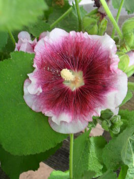 Alcea rosea ’Créme de Cassis’ (Mályvarózsa)