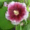 Alcea rosea ’Créme de Cassis’ (Mályvarózsa)