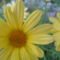 Chrysanthemum Frutescens 'Cornish Gold' - Cserjés margitvirág
