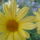 Chrysanthemum_frutescens_cornish_gold__cserjes_margitvirag-004_1730066_4086_t