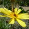 Chrysanthemum Frutescens 'Cornish Gold' - Cserjés margitvirág